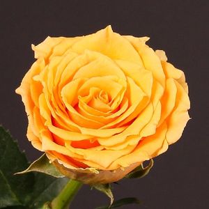 ROSE COSIMA KENIA 50